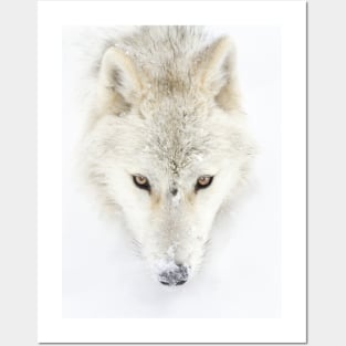 Arctic Wolf Posters and Art